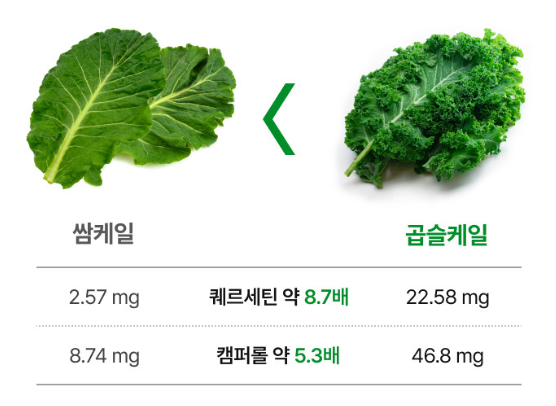 동결건조 곱슬케일 꼭 챙겨 드세요! 입안 구내염이 바로 아물어요~ 유기농 분말 먹는 법과 효능 7가지 4 20261021 191429