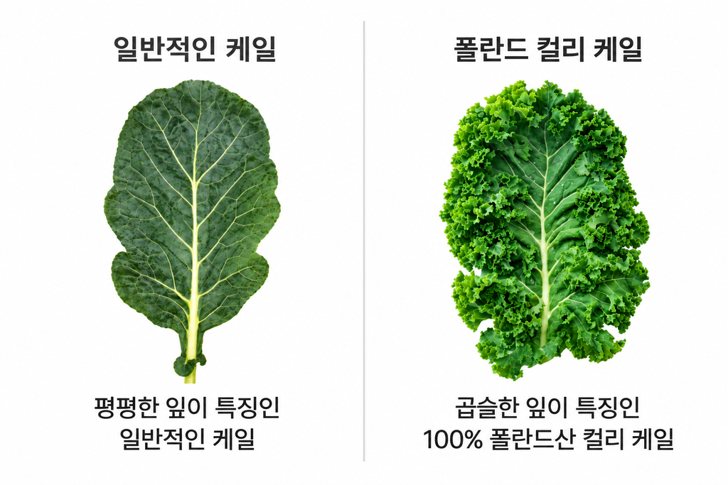 동결건조 곱슬케일 꼭 챙겨 드세요! 입안 구내염이 바로 아물어요~ 유기농 분말 먹는 법과 효능 7가지 2 일반 케일과 폴란드 컬리 케일 비교 1
